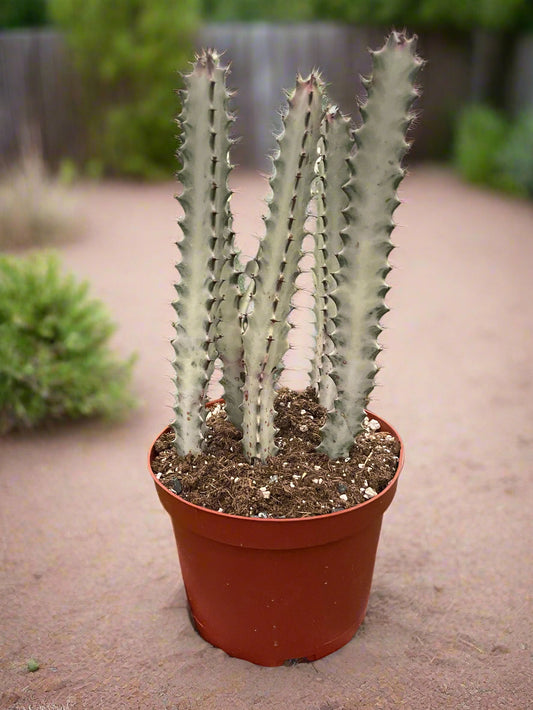 Succulent Euphorbia 'Dragon Bone'