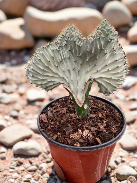 Succulent Euphorbia Lactea Ghost