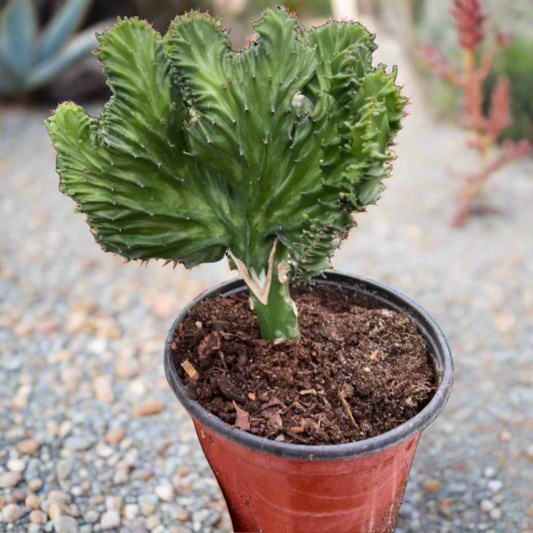 Succulent Euphorbia Lactea Mermaid Tail