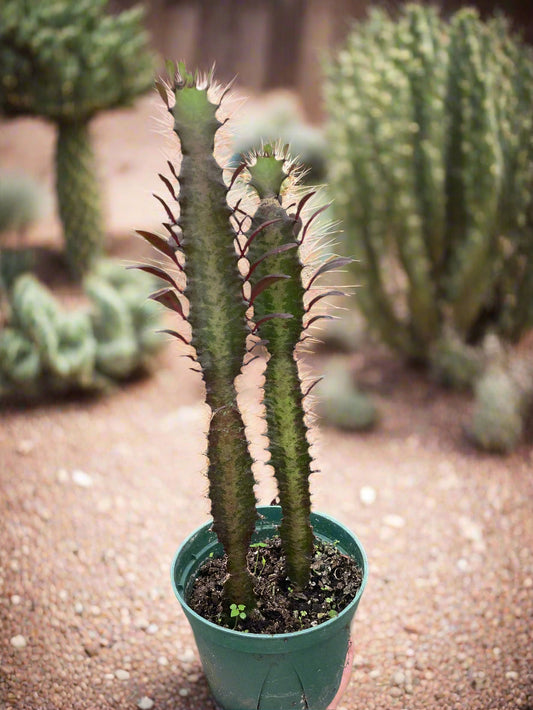 Succulent Euphorbia 'Trigona Rubra'