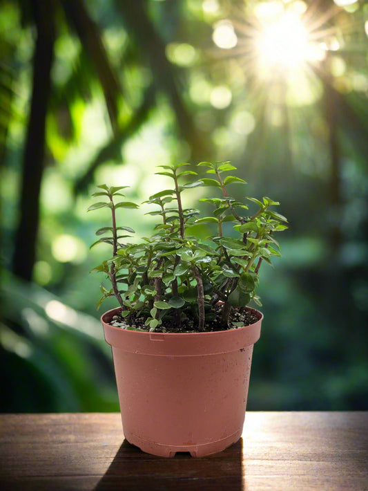 Succulent 'Elephant Bush'