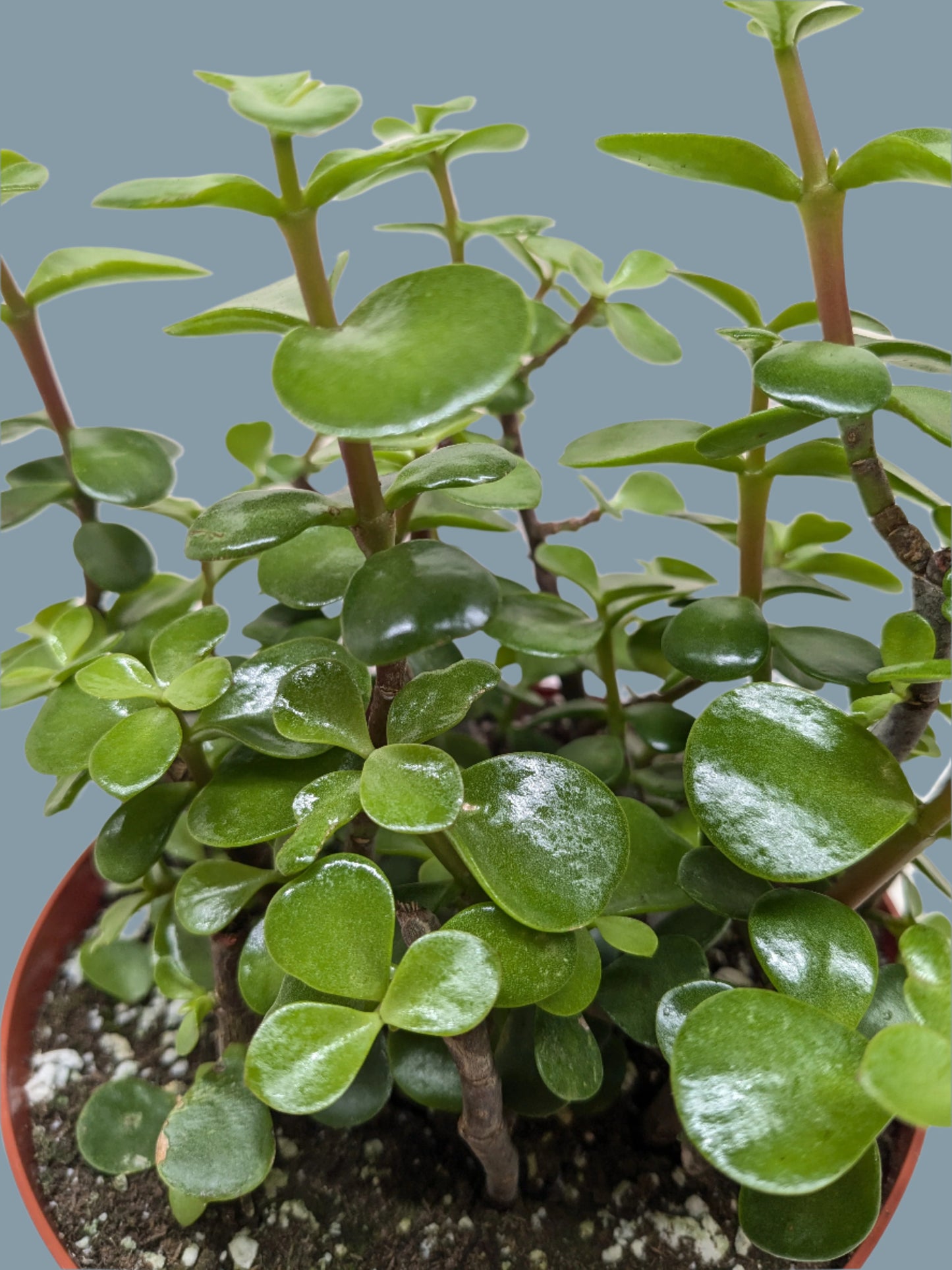 Succulent 'Elephant Bush'