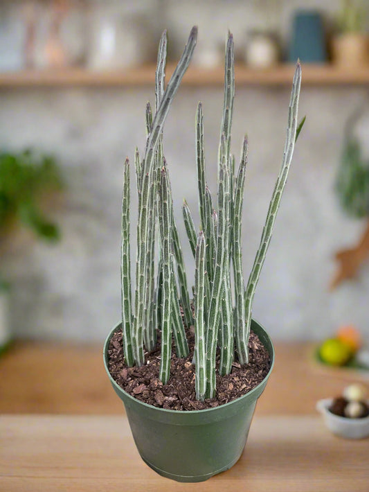 Senecio Stapeliiformis Pickle Plant
