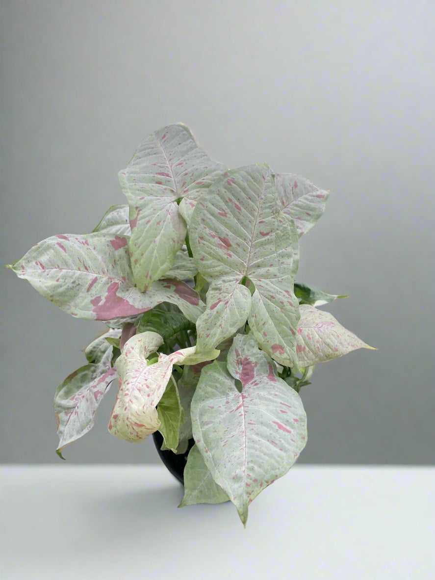 Syngonium 'Milk Confetti'