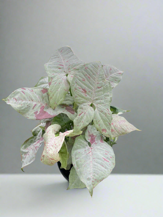 Syngonium 'Milk Confetti'