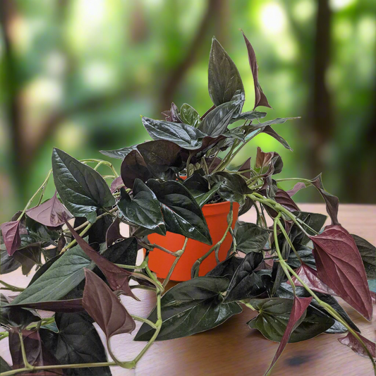 Syngonium 'Red Arrow'
