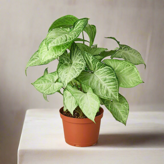 Syngonium White Butterfly