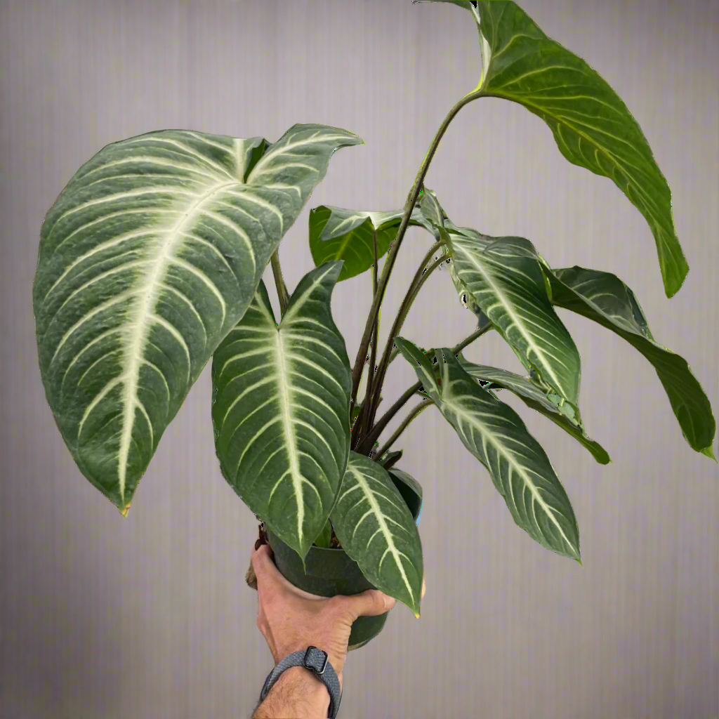 Xanthosoma 'Lendenii'