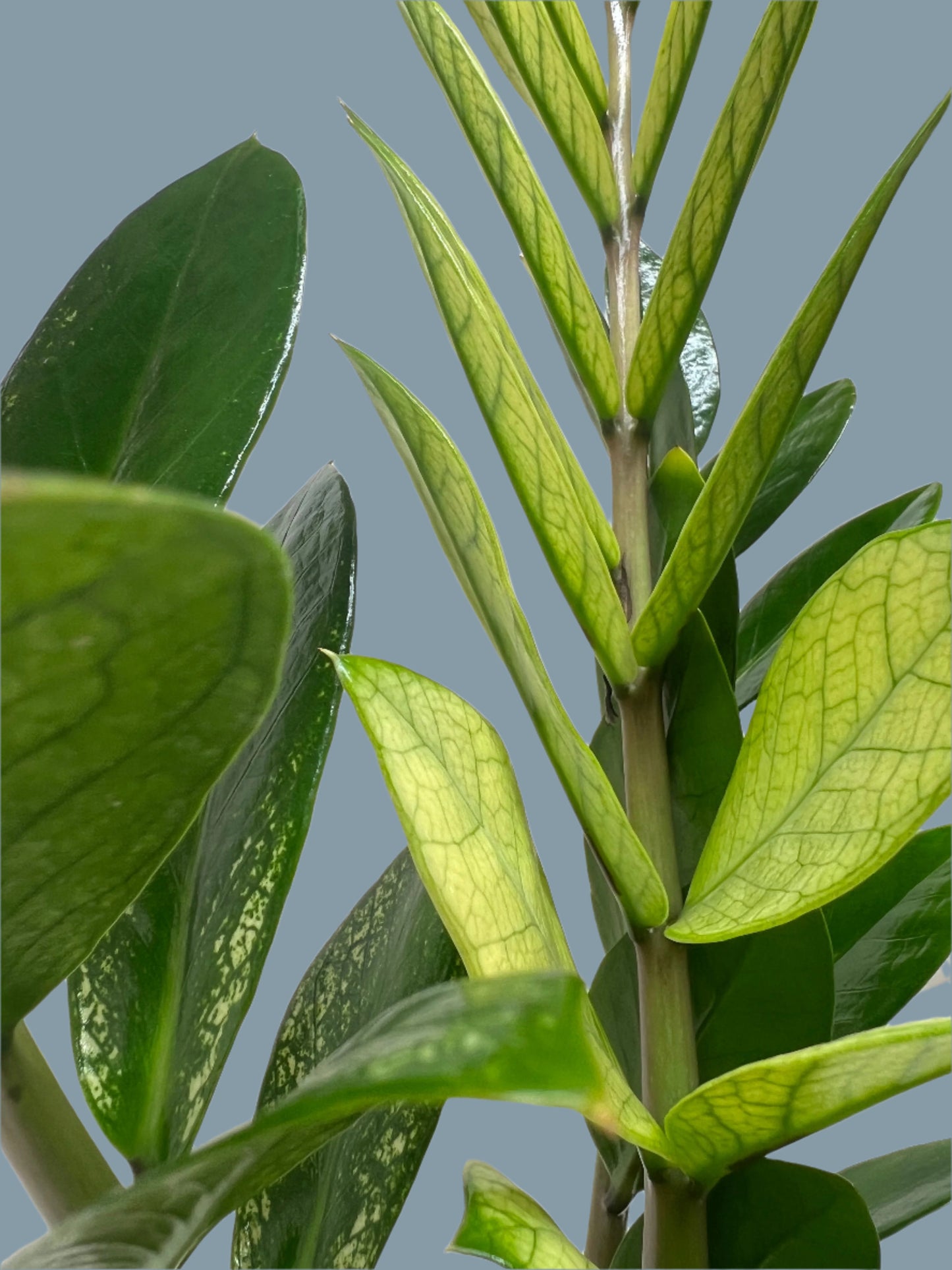Zamioculcas 'Chameleon'