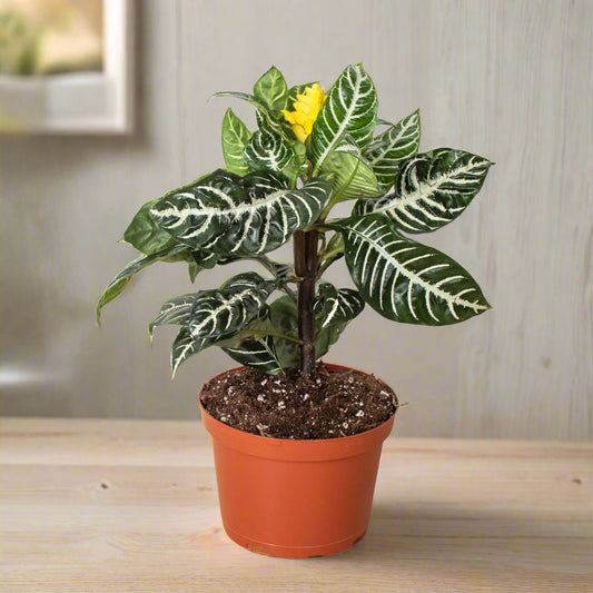 Zebra 'Aphelandra'