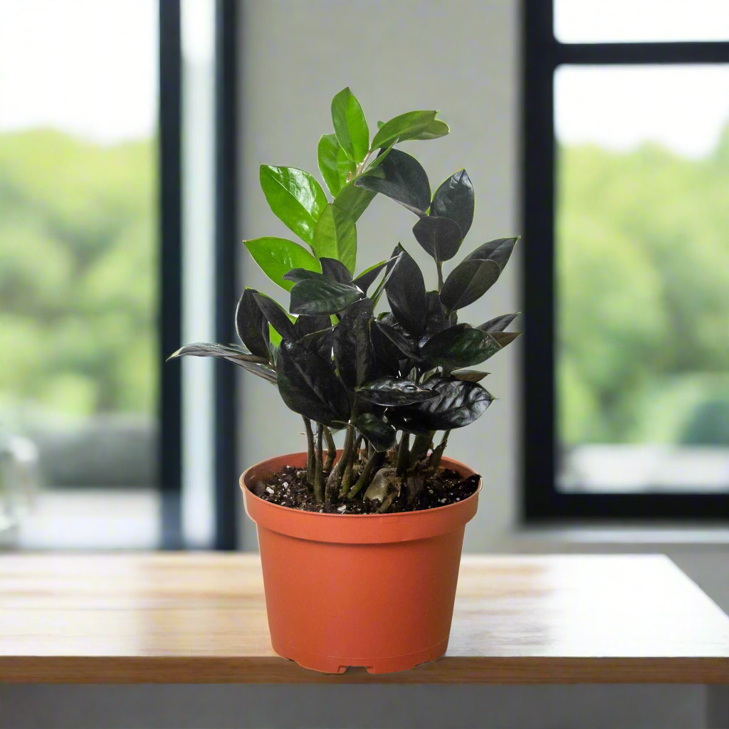 ZZ Zamioculcas 'Black Queen'