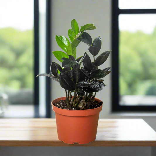 ZZ Zamioculcas 'Black Queen'