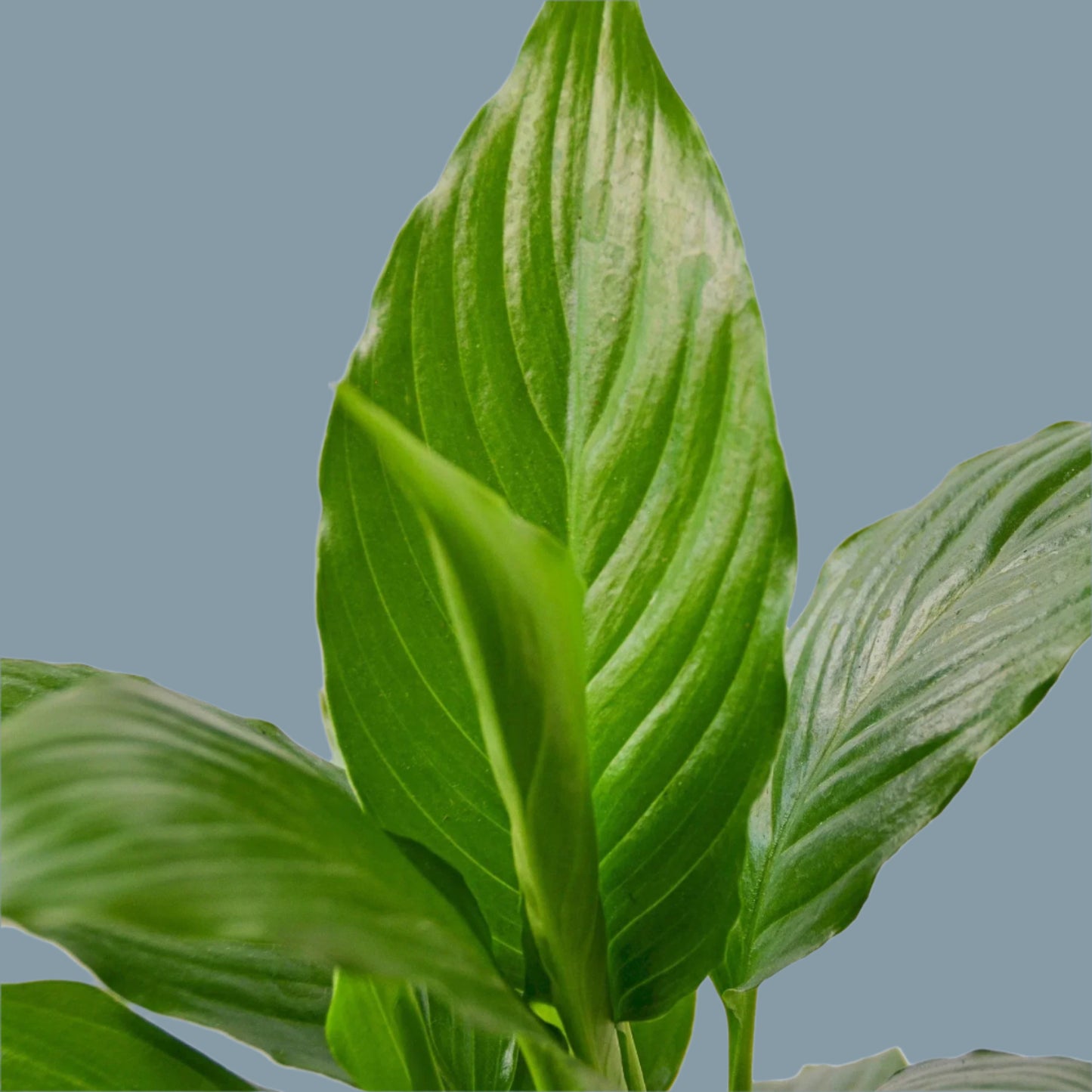 Spathiphyllum 'Peace Lily'
