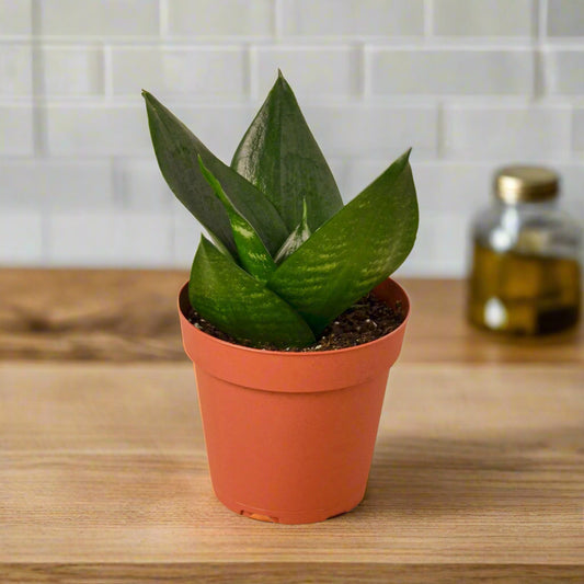 Snake Plant Jade