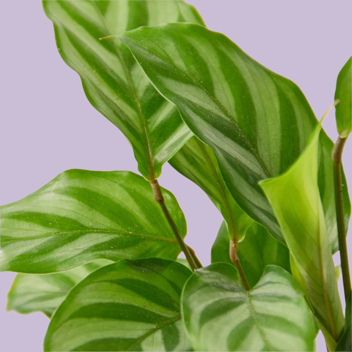 Calathea Concinna 'Freddie'