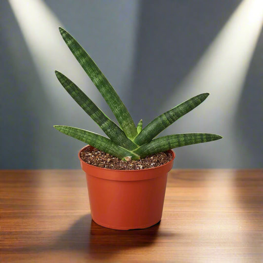 Snake Plant Starfish