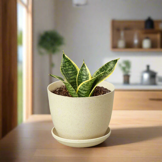 Snake Plant Laurentii Dwarf