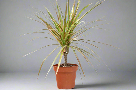 Dracaena 'Red Margined' - 4" Pot