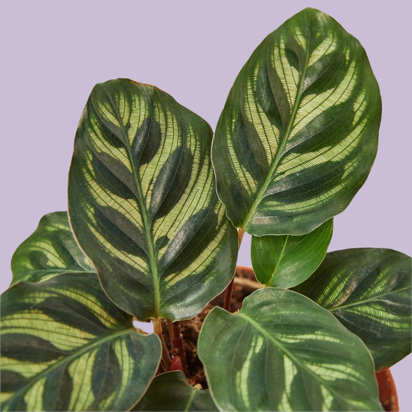 Calathea Makoyana