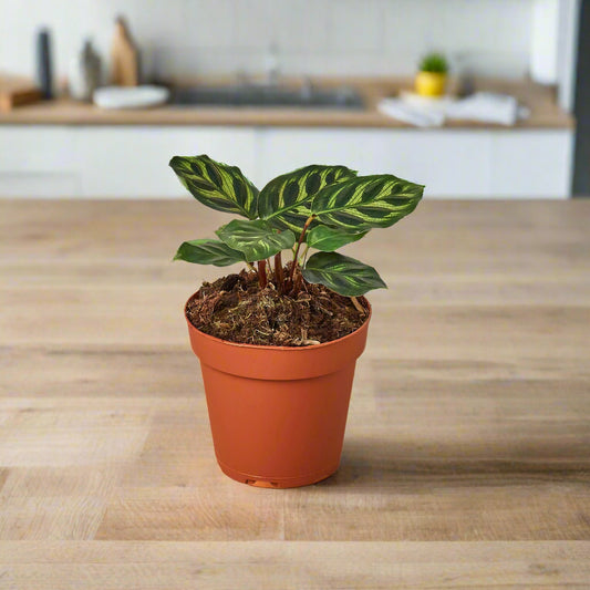 Calathea Makoyana