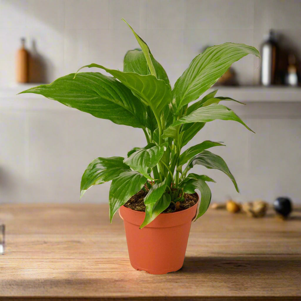 Spathiphyllum 'Peace Lily'