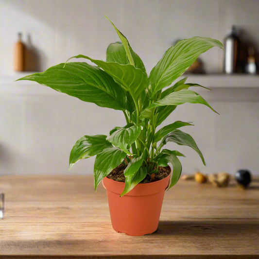 Spathiphyllum 'Peace Lily'