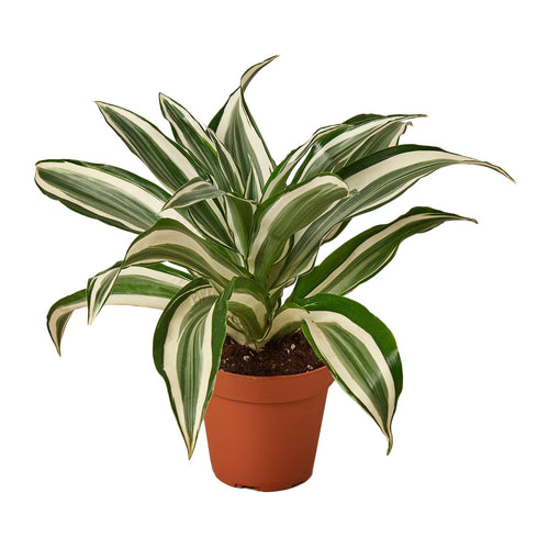 Foliage Plants