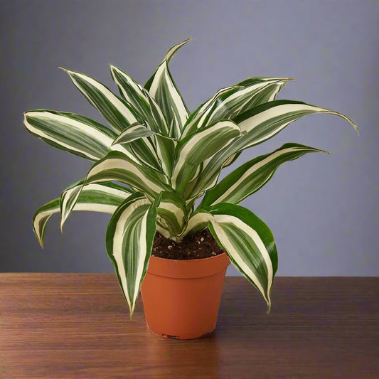 Dracaena 'Warneckii White Jewel'
