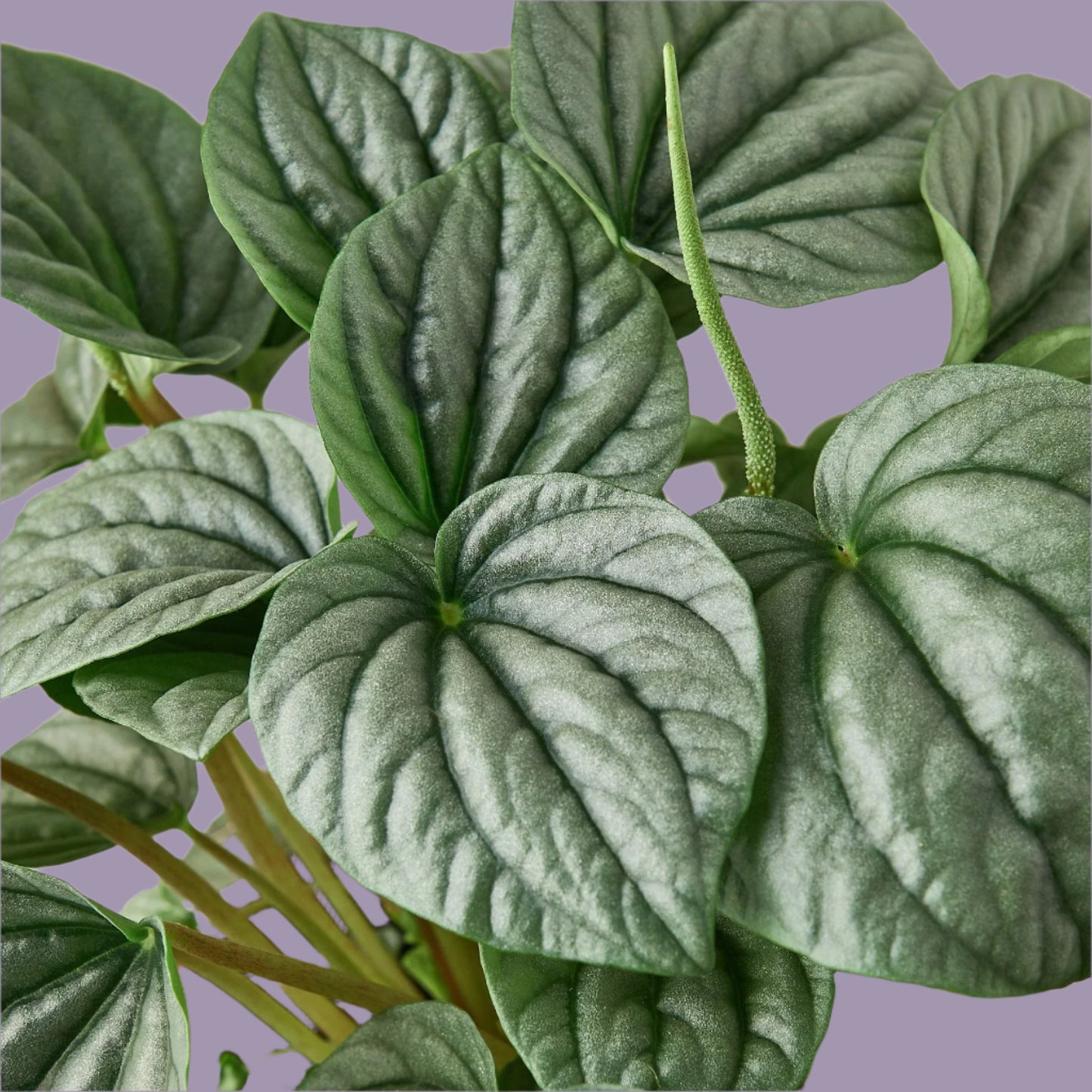 Peperomia 'Frost'