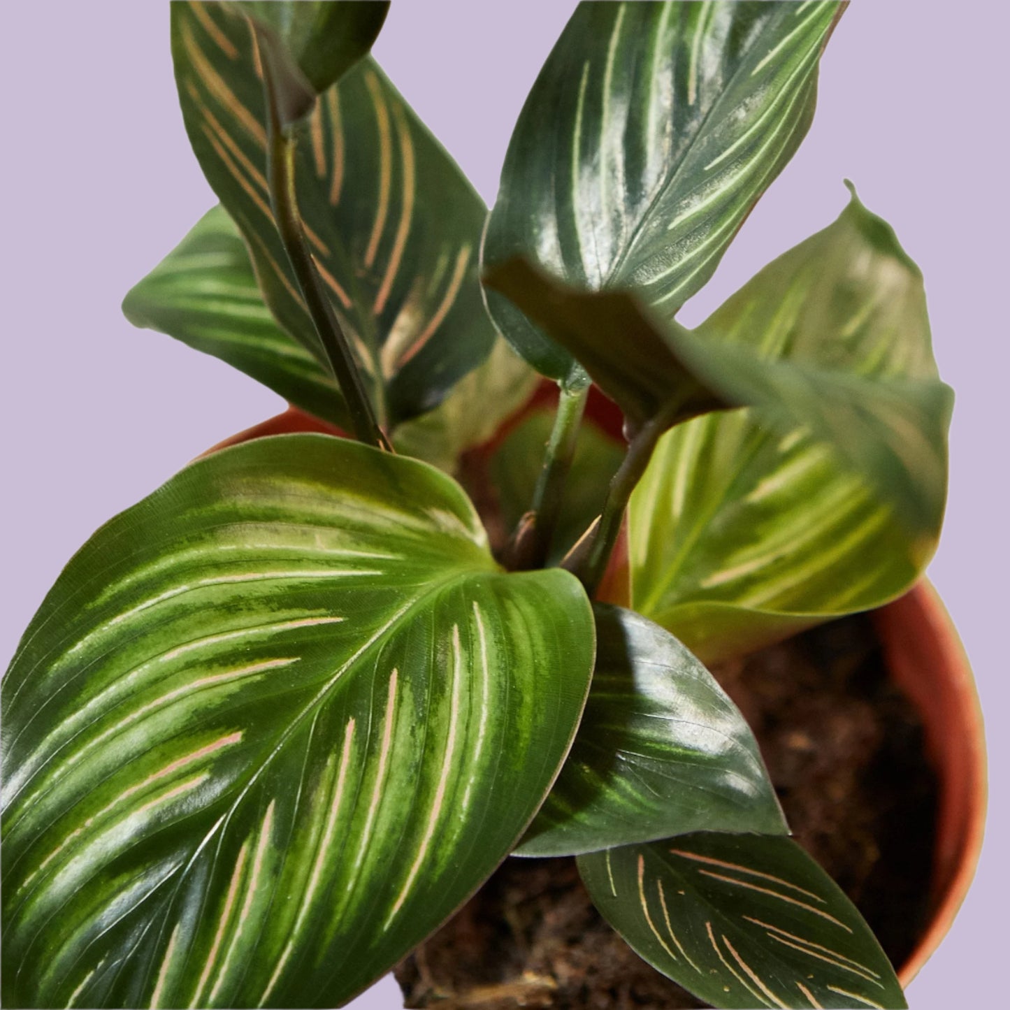 Calathea 'Beauty Star'