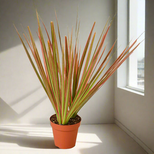 Dracaena 'Colorama'