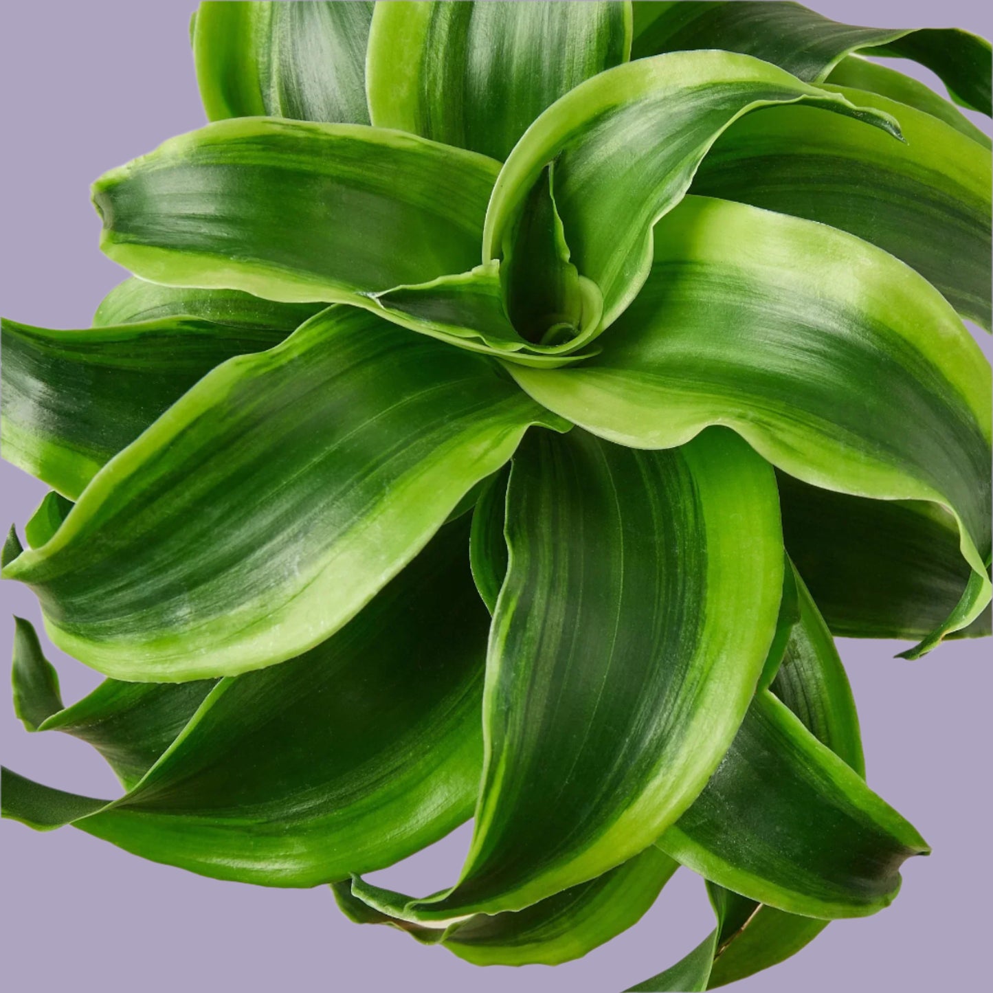Dracaena 'Tornado'