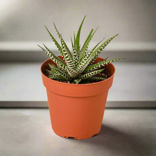 Zebra Succulent