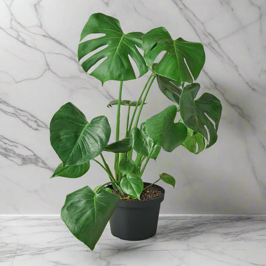 Philodendron Monstera Split-Leaf