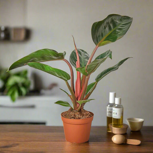 Philodendron 'Congo Rojo'