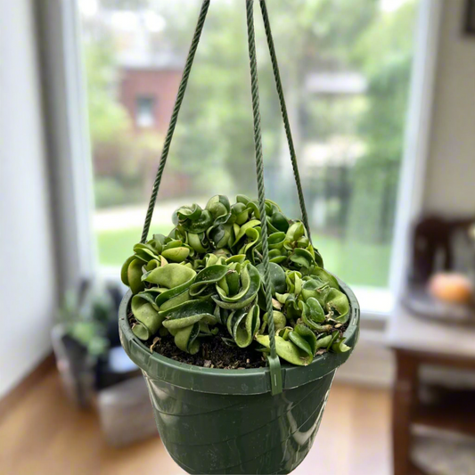 Hoya Rope Plant