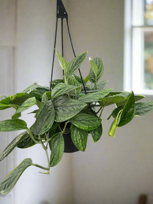Monstera 'Peru'