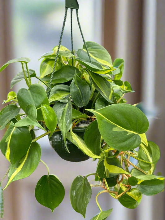 Philodendron 'Brasil'