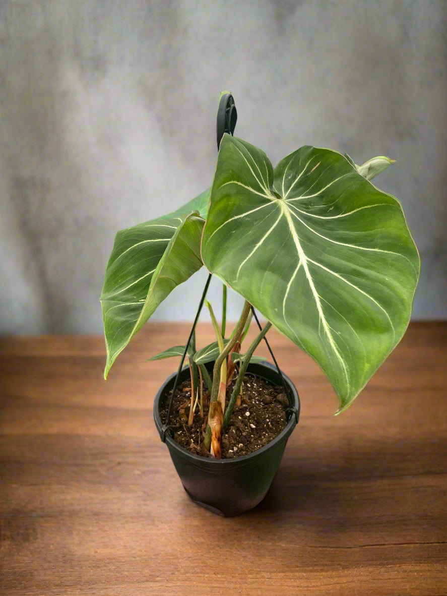 Philodendron Gloriosum
