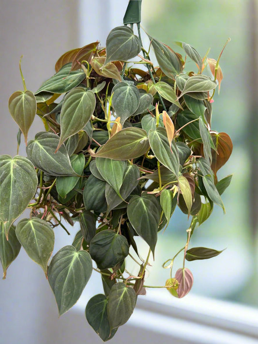 Philodendron 'Velvet'