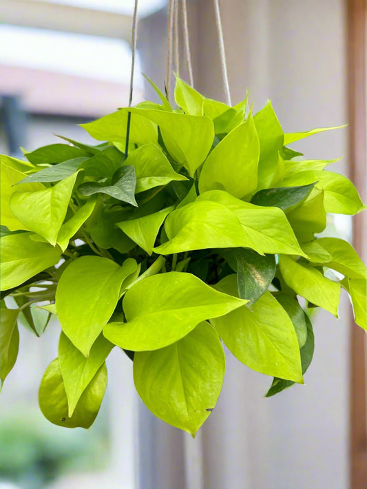 Pothos 'Neon'