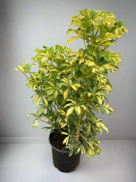 Schefflera Variegated