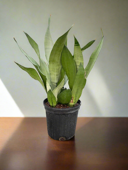 Snake Plant Moonshine
