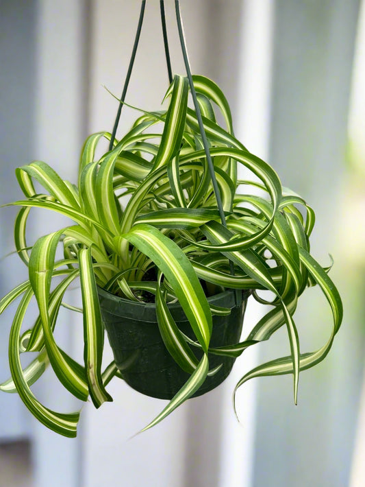 Spider Plant 'Bonnie'