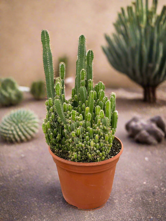 Fairy Castle Cactus - Small