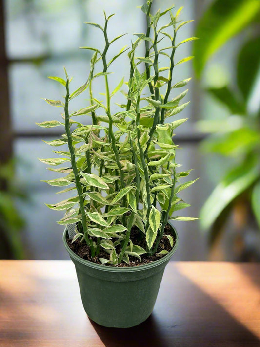 Variegated Devil's Backbone Euphorbia