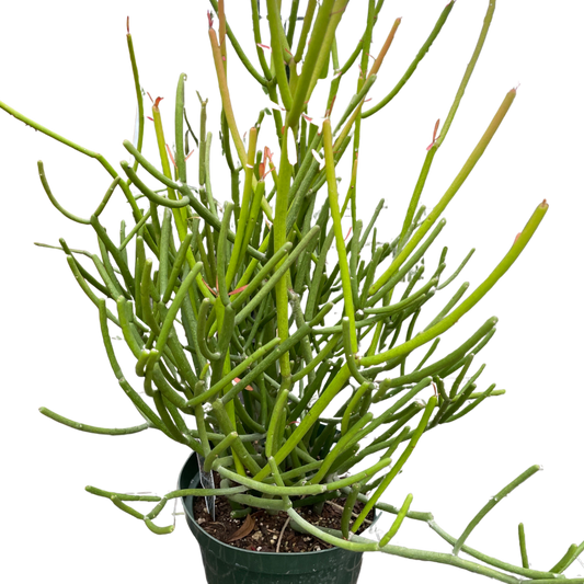 Euphorbia 'Pencil Cactus'