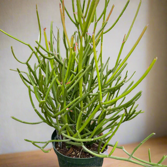 Euphorbia 'Pencil Cactus'