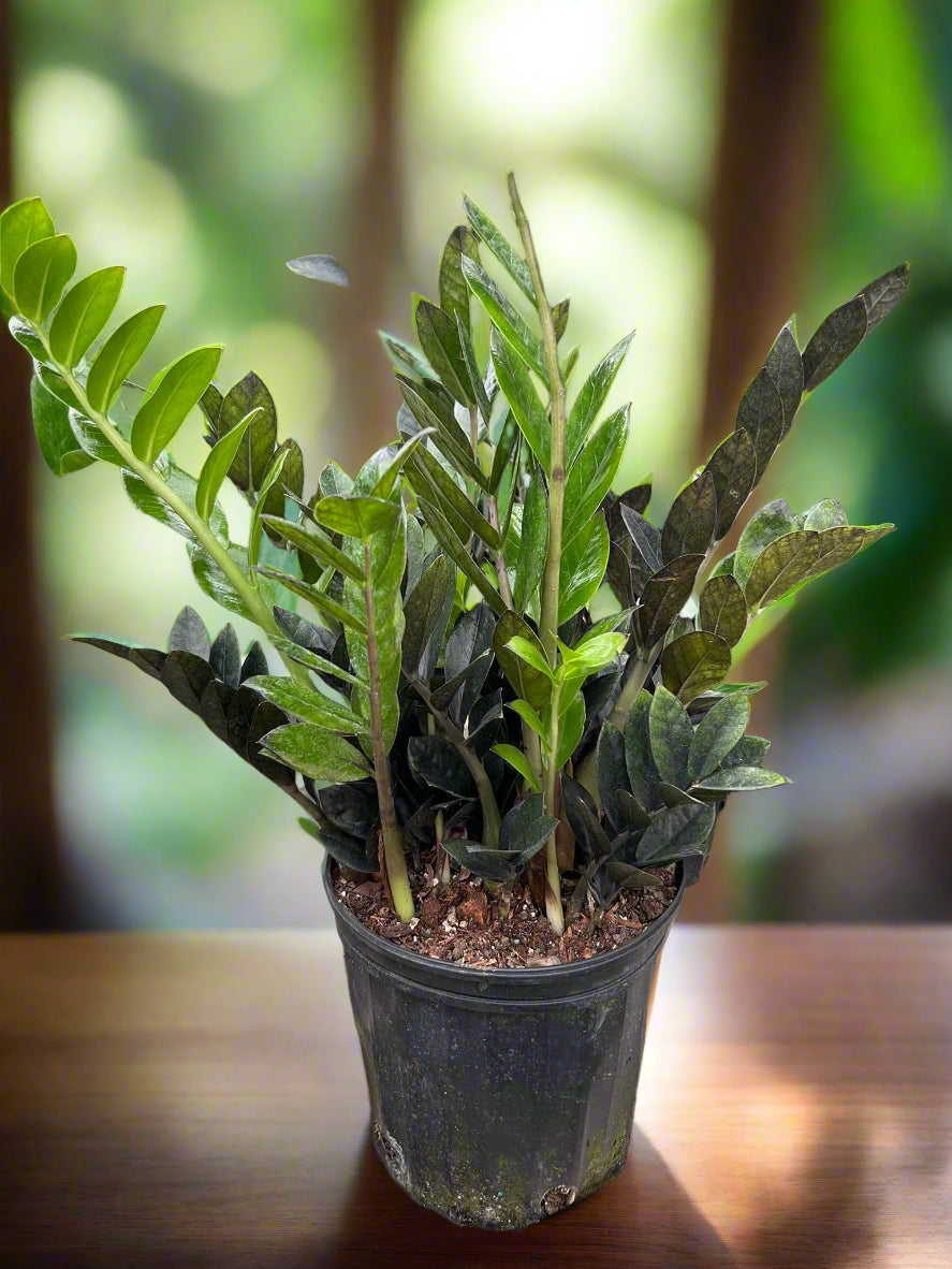 ZZ Zamioculcas 'Black Queen'