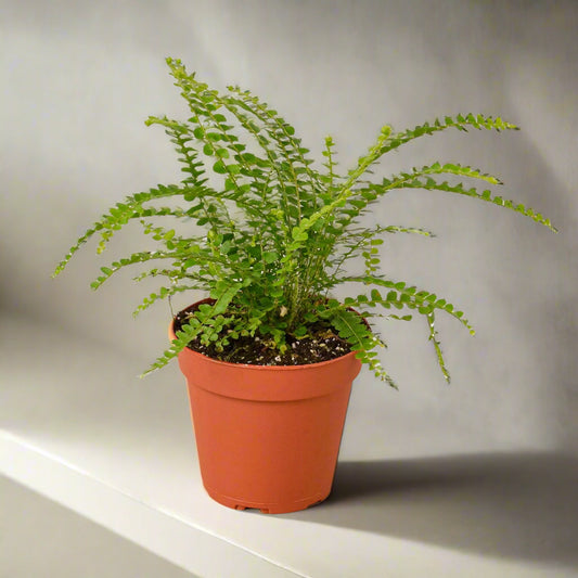 Fern 'Lemon Button'